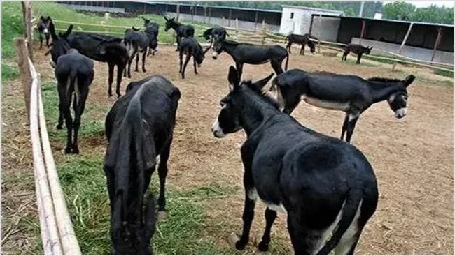 肉驴养殖风险 | 农业养殖技术