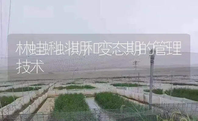 林蛙蝌蚪期和变态期的管理技术 | 特种养殖