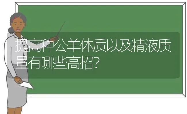 提高种公羊体质以及精液质量有哪些高招？ | 家畜养殖