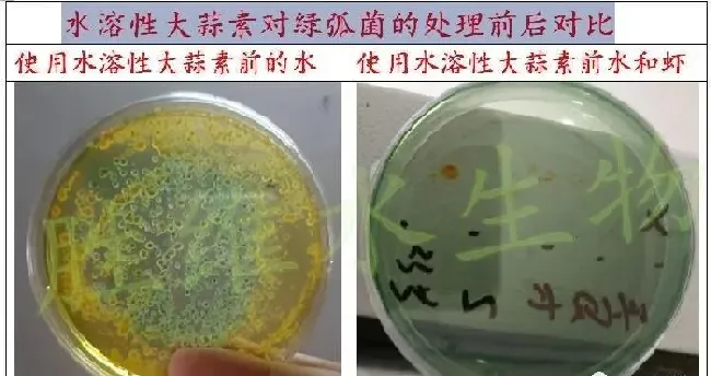 秋季南美白对虾养殖须防白斑病