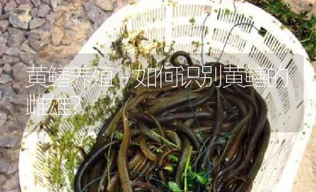 黄鳝养殖－如何识别黄鳝的雌雄？ | 淡水养殖