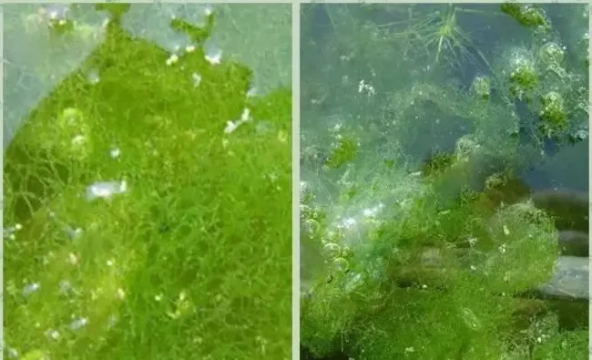 【硬货】如何搞懂水产养殖塘口里的青苔！