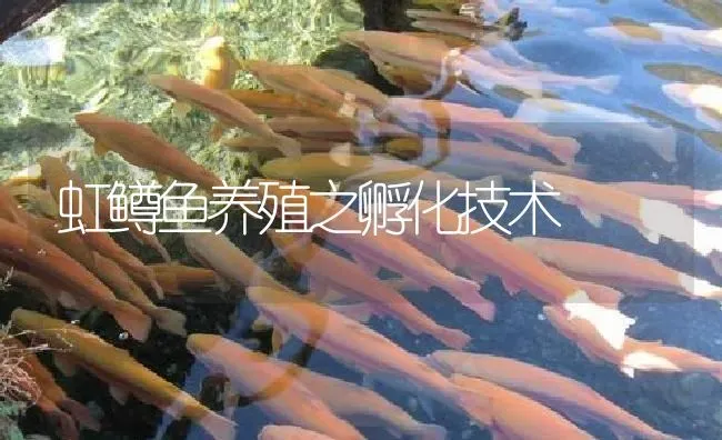 虹鳟鱼养殖之孵化技术 | 淡水养殖