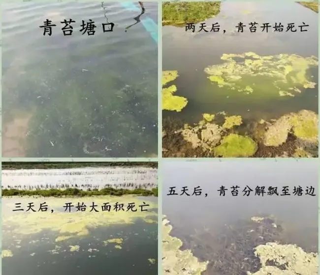 【硬货】如何搞懂水产养殖塘口里的青苔！