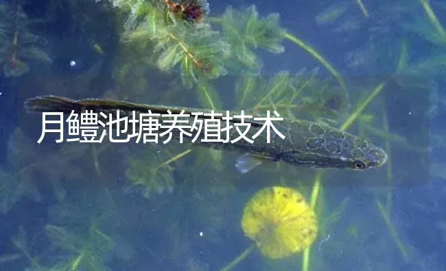 月鳢池塘养殖技术 | 淡水养殖