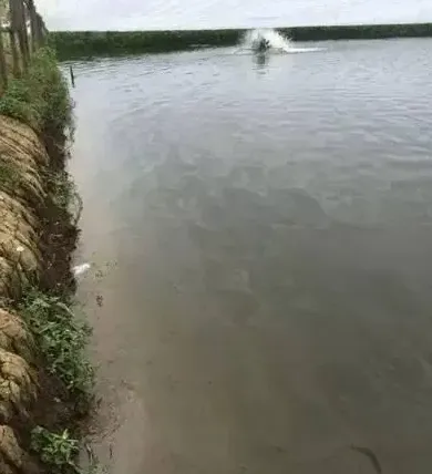 冬棚尾水南美白对虾养殖的几个注意事项