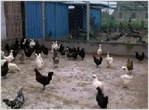 火鸡特色养殖辟出致富路 | 动物养殖资料