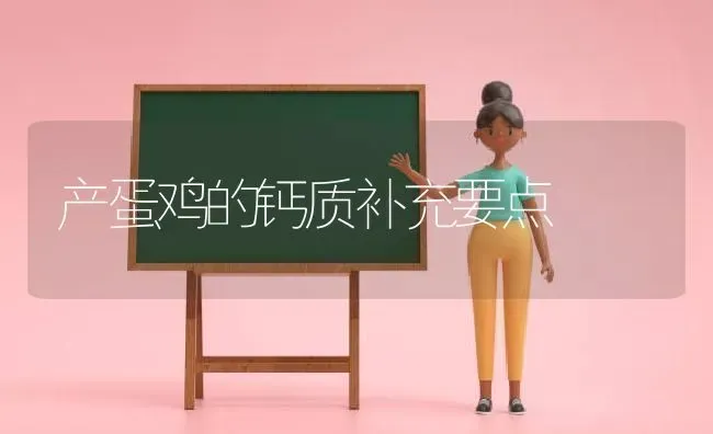 产蛋鸡的钙质补充要点 | 家禽养殖