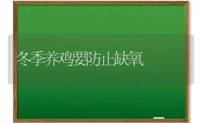 冬季养鸡要防止缺氧 | 家禽养殖