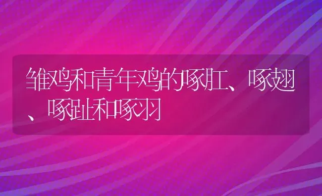 雏鸡和青年鸡的啄肛、啄翅、啄趾和啄羽 | 家禽养殖