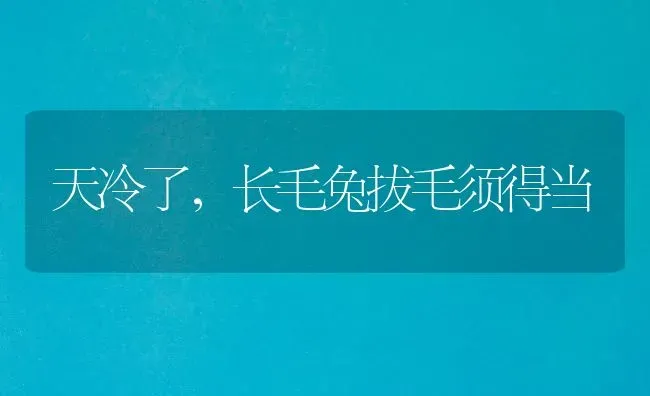 天冷了，长毛兔拔毛须得当 | 家畜养殖