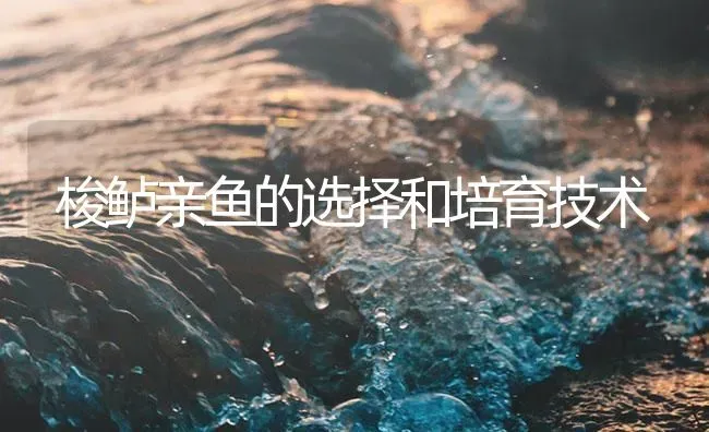 梭鲈亲鱼的选择和培育技术 | 淡水养殖