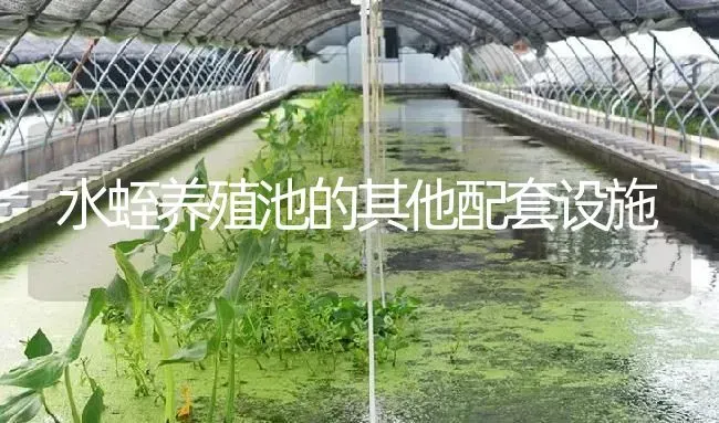 水蛭养殖池的其他配套设施 | 特种养殖