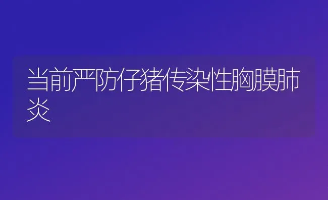 当前严防仔猪传染性胸膜肺炎 | 家畜养殖