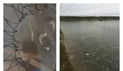 冬棚尾水南美白对虾养殖的几个注意事项