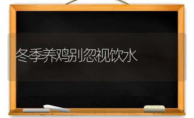 冬季养鸡别忽视饮水 | 家禽养殖