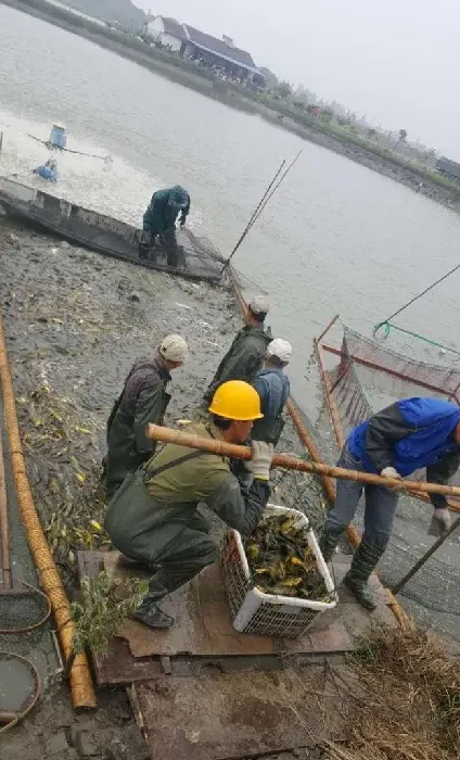 广东养殖户学学，浙江湖州菱湖黄颡鱼养殖户是这样拉网抓鱼的