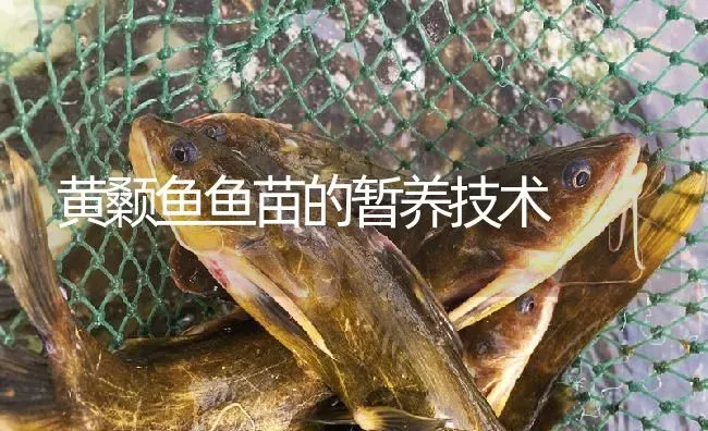 黄颡鱼鱼苗的暂养技术 | 淡水养殖