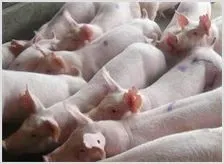 猪球蚴病防治 | 动物养殖资料