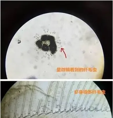 冬棚尾水南美白对虾养殖的几个注意事项
