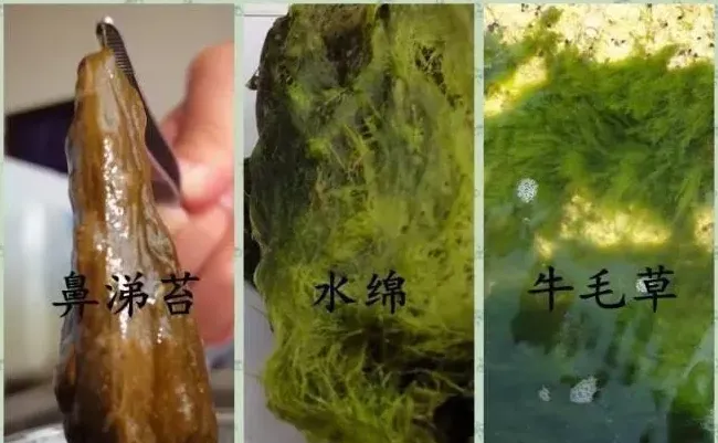 【硬货】如何搞懂水产养殖塘口里的青苔！