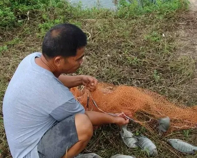 用底部增氧75天抓鱼 广东茂名化州罗非养殖达人亩产六千斤