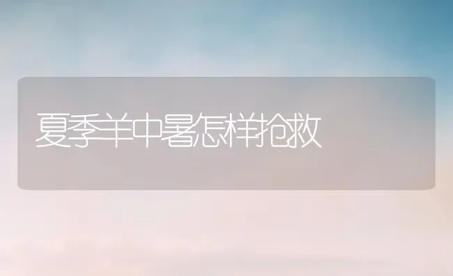 夏季羊中暑怎样抢救 | 家畜养殖