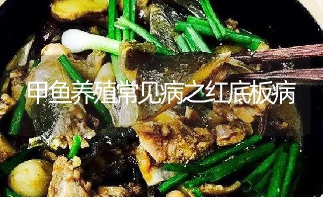 甲鱼养殖常见病之红底板病 | 淡水养殖