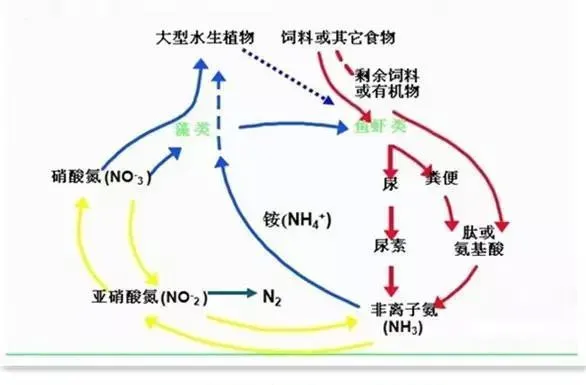 利水素+速效解毒灵组合降解池塘亚硝酸盐效率高