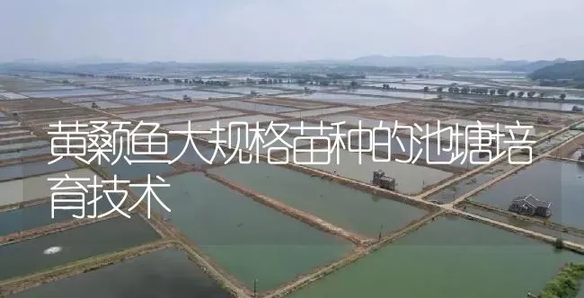 黄颡鱼大规格苗种的池塘培育技术 | 淡水养殖