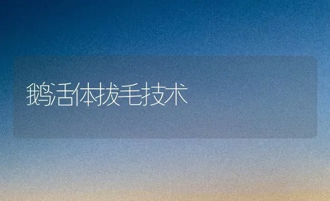 鹅活体拔毛技术 | 家禽养殖