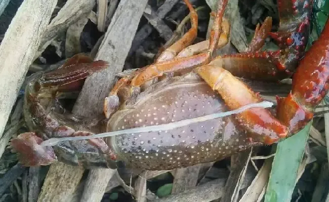 盛弗康治疗小龙虾肠炎