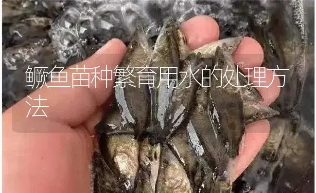 鳜鱼苗种繁育用水的处理方法 | 淡水养殖