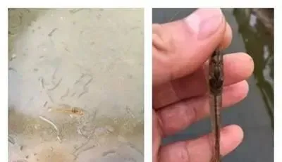 冬棚尾水南美白对虾养殖的几个注意事项
