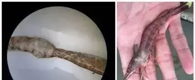 冬棚尾水南美白对虾养殖的几个注意事项