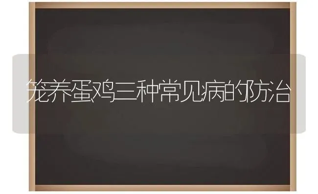 笼养蛋鸡三种常见病的防治 | 家禽养殖