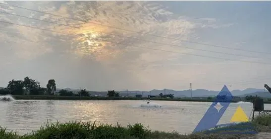 [每周一例]过塘后黄颡鱼链球菌病急性发病，大量死亡