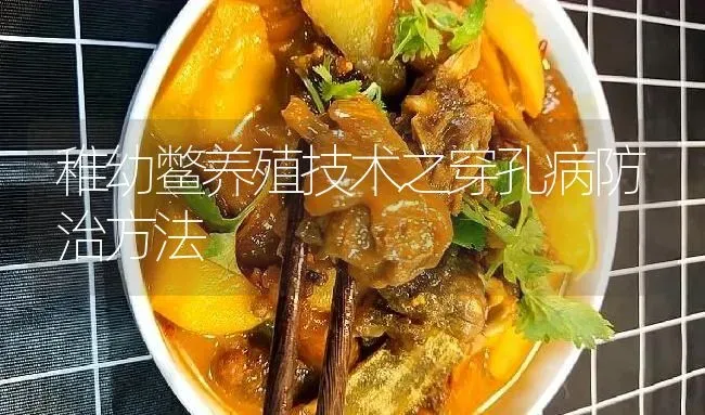稚幼鳖养殖技术之穿孔病防治方法 | 淡水养殖