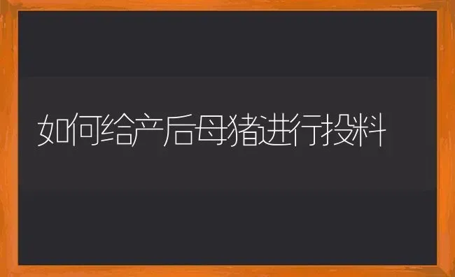 如何给产后母猪进行投料 | 家畜养殖