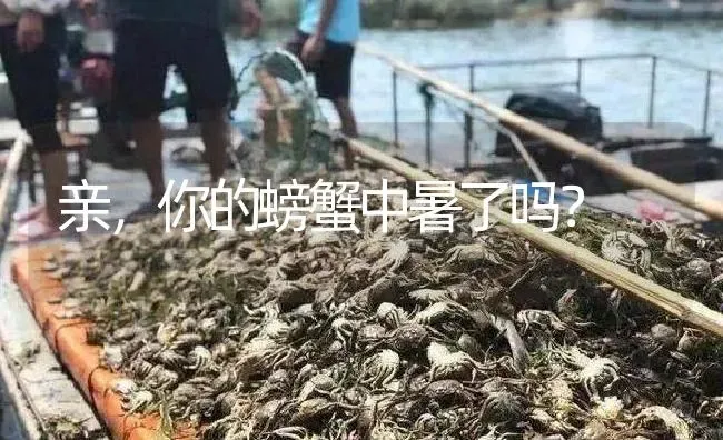 亲，你的螃蟹中暑了吗？ | 淡水养殖