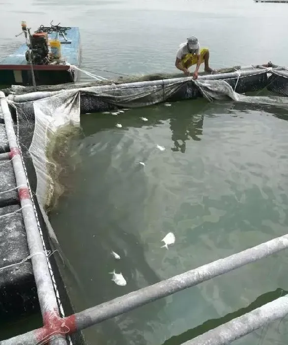 金鲳鱼刺激隐核虫，海水小瓜虫，需要预防！