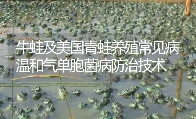 牛蛙及美国青蛙养殖常见病温和气单胞菌病防治技术 | 特种养殖