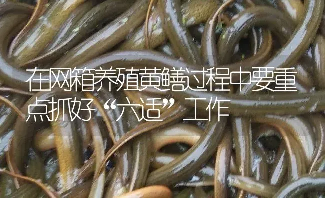 在网箱养殖黄鳝过程中要重点抓好“六适”工作 | 淡水养殖
