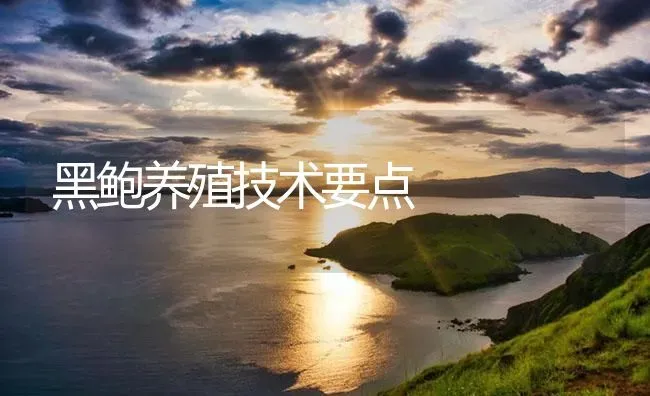 黑鲍养殖技术要点 | 海水养殖