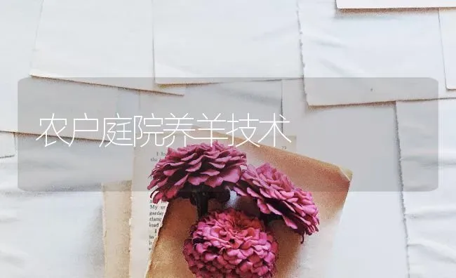 农户庭院养羊技术 | 家畜养殖