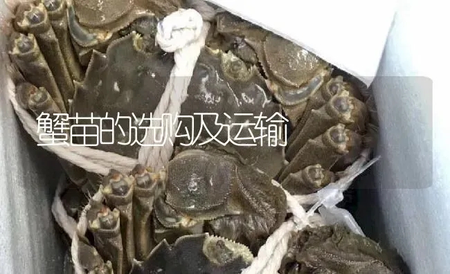 蟹苗的选购及运输 | 淡水养殖