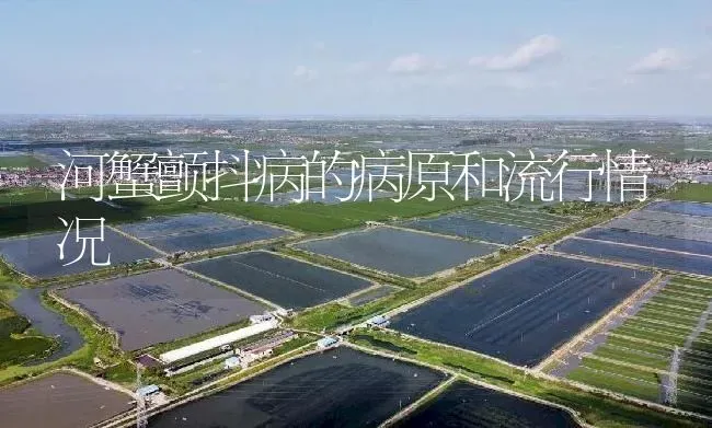 河蟹颤抖病的病原和流行情况 | 淡水养殖
