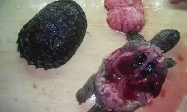 秋季温度下降乌龟肠胃炎的防治方法