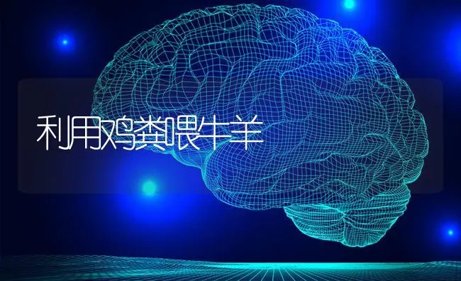 利用鸡粪喂牛羊 | 家畜养殖