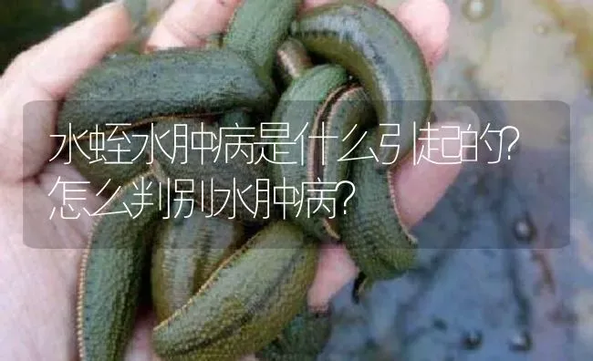 水蛭水肿病是什么引起的？怎么判别水肿病？ | 特种养殖